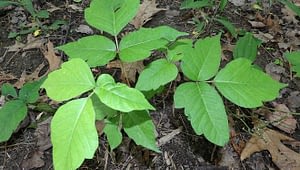 Read more about the article Best Poison Ivy Killer Spray – Ippio Home and Garden