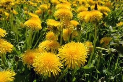 Read more about the article 4 Best Dandelion Killer For Lawns – Ippio Home and Garden